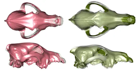 C Brassard (VetAgro Sup/Mecadev) The researchers produced digital scans of each of the skulls they studied. The pink skull on the left in this image is a modern dog with a shorter snout and the green image on the right is a scan of a wolf skull. 