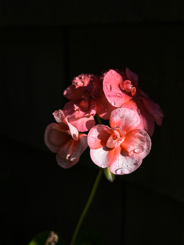 My Everyday Life Week 51 of 2025- Tracy Benjamin of Shutterbean.com