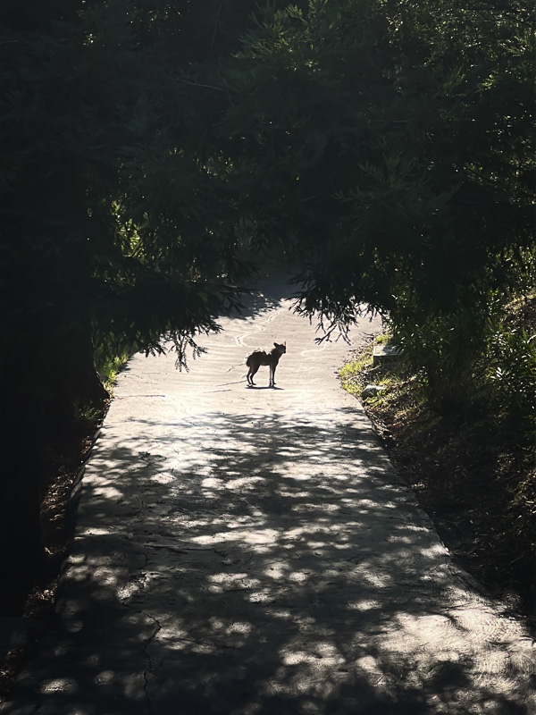 My Everyday Life Week 51 of 2025- Tracy Benjamin of Shutterbean.com