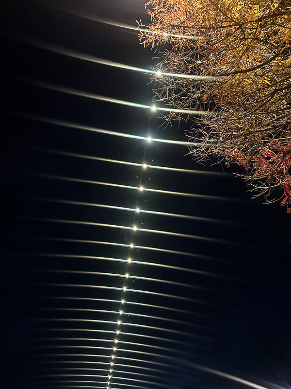 My Everyday Life Week 51 of 2025- Tracy Benjamin of Shutterbean.com