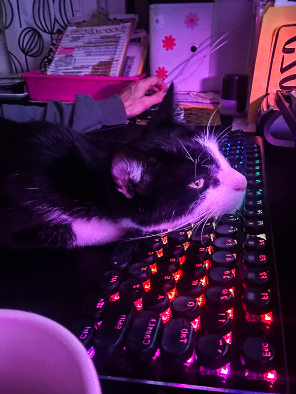 My Everyday Life Week 51 of 2025- Tracy Benjamin of Shutterbean.com