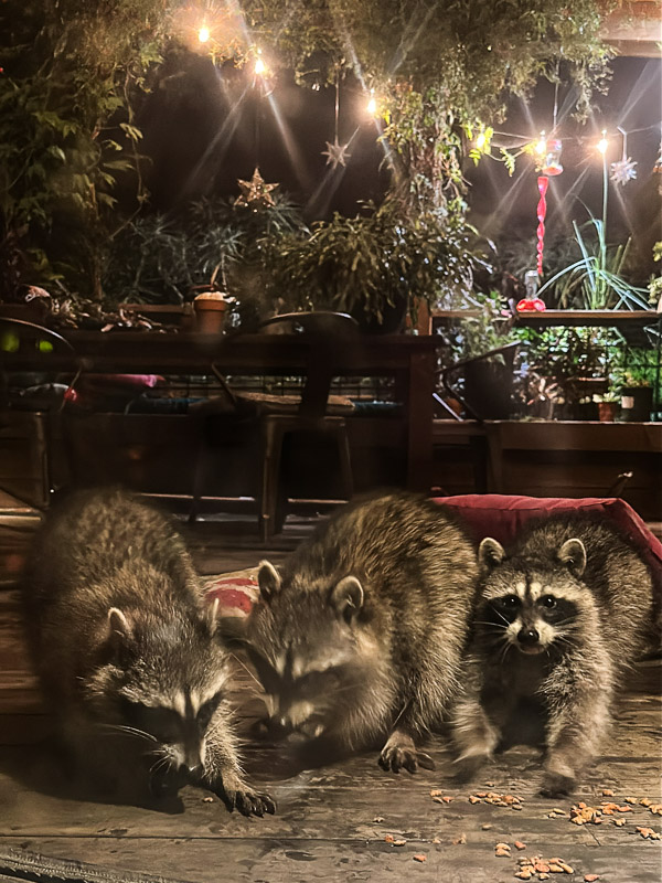 My Everyday Life Week 51 of 2025- Tracy Benjamin of Shutterbean.com