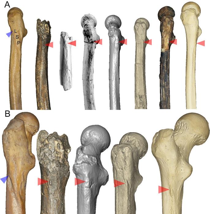 Fig. 7. Lateral and posterolateral femoral shaft morphology in chimpanzees and hominins
